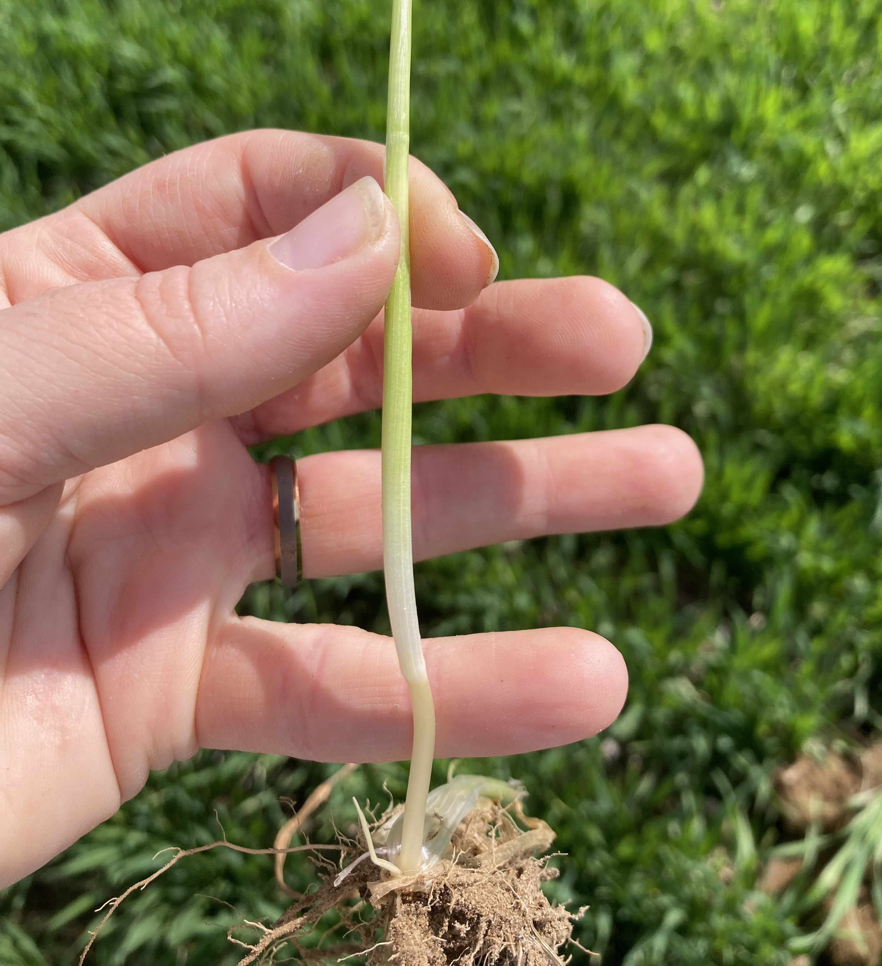 A blade of wheat.